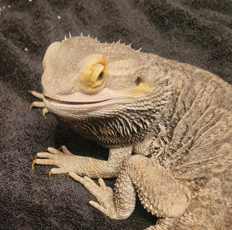 My beardie El